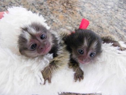 Marmoset Monkeys Ready For Sale 1