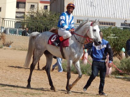 حصان عربي اصيل بالوثائق 2