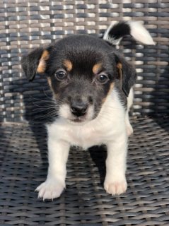 Jack Russell For sale