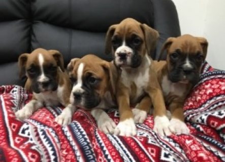 Cute Boxer Puppies For sale