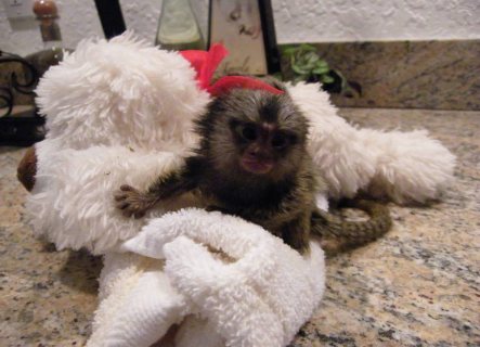 Well trained hand raised marmoset monkey available for home 1