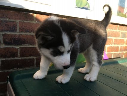 Healthy Siberian  husky puppies available for sale  1