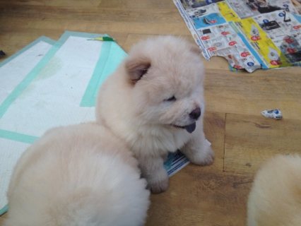 chow chow puppies available
