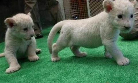 Healthy white lion available for Sale.