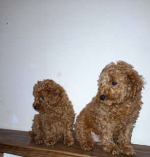 Beautiful Poodle Puppies  1