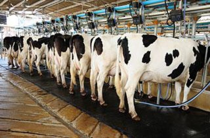 فرصة استثمارية في مشروع تربية المواشي وإنتاج الحليب في تركيا 5