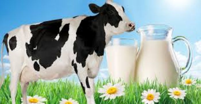 فرصة استثمارية في مشروع تربية المواشي وإنتاج الحليب في تركيا 6