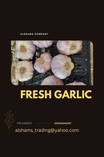 fresh garlic 3